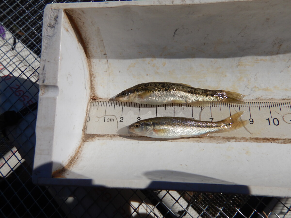 Blacknose Dace (top) and Creek Chub (bottom) captured in a trap at the top of the fish ladder, indicating that these fish used the ladder successfully.